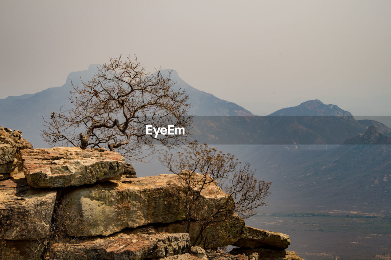 BARE TREE AGAINST MOUNTAIN RANGE