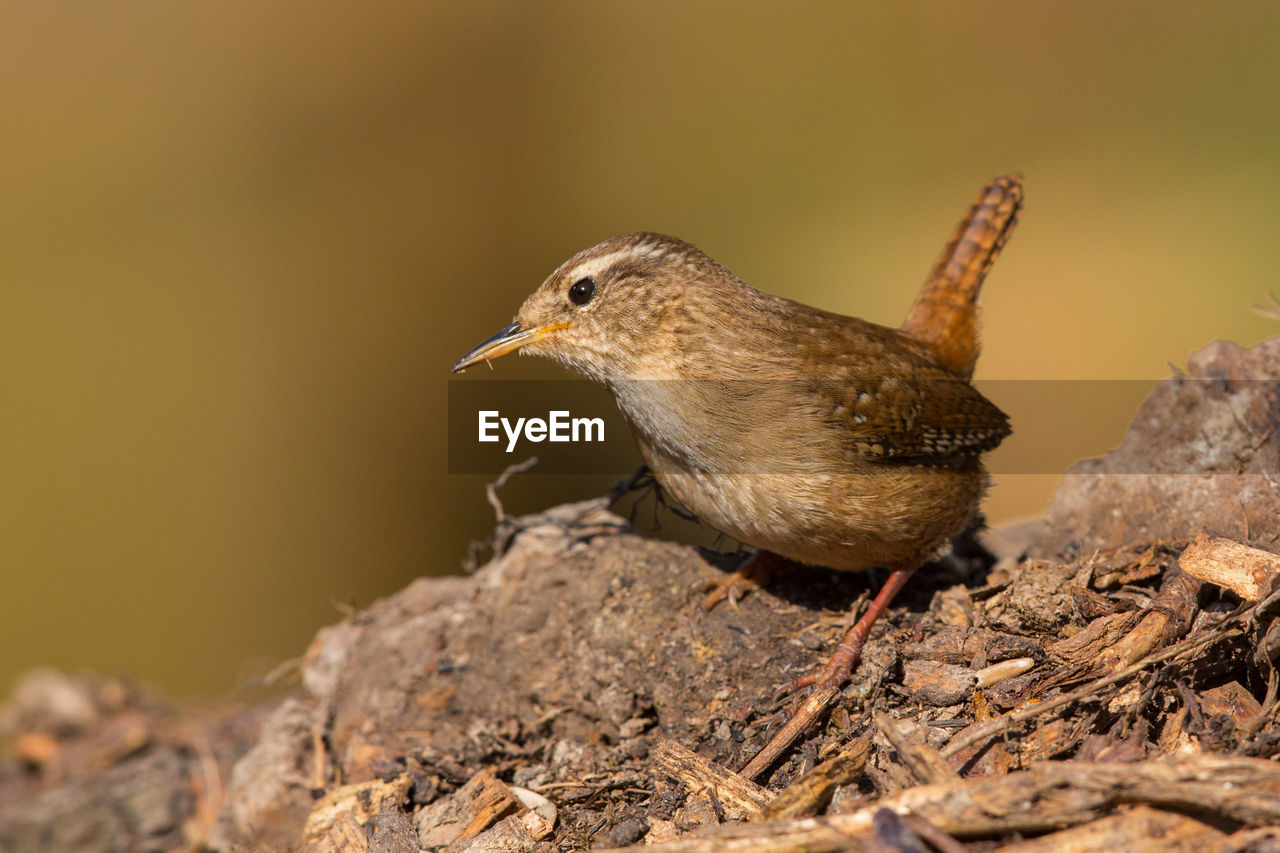 Close-up of bird perching on rock