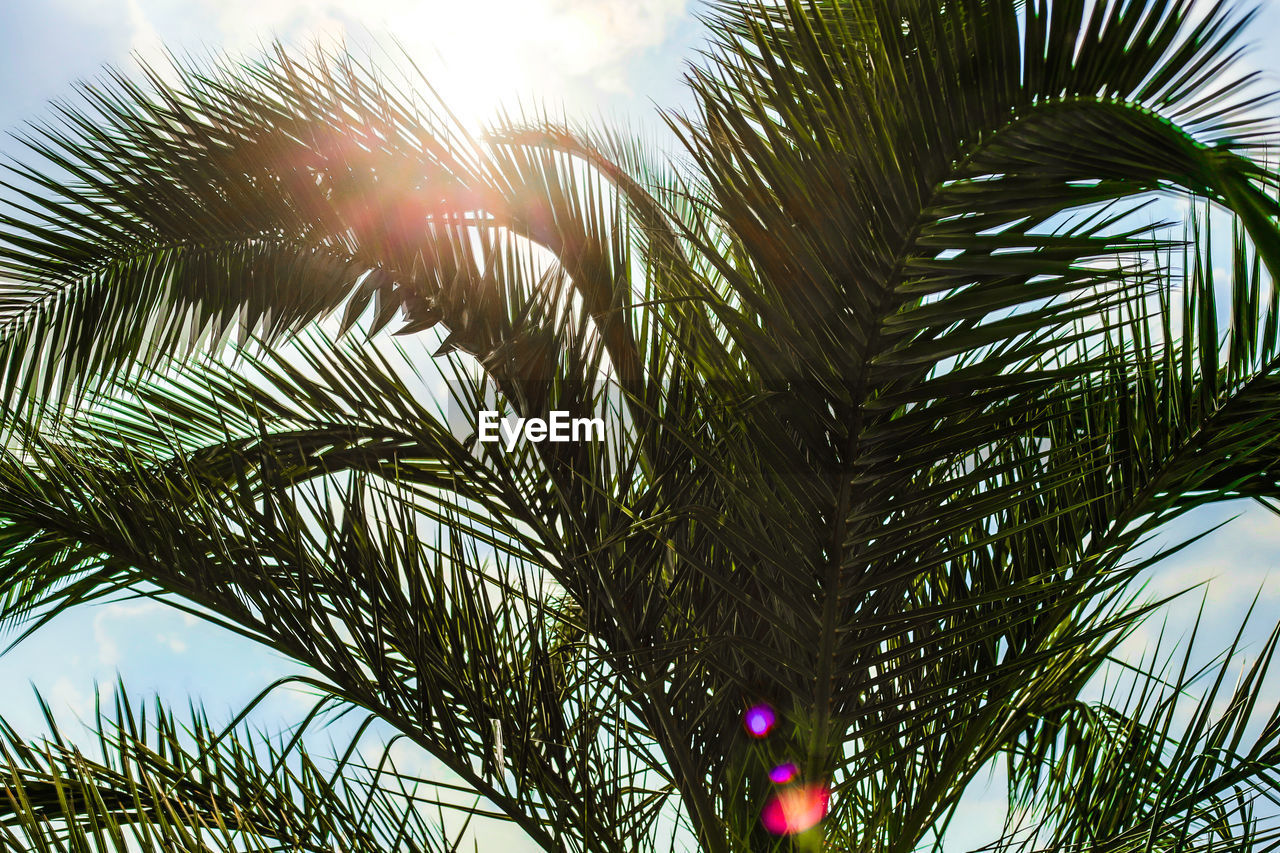 CLOSE-UP OF PALM TREE AGAINST SKY