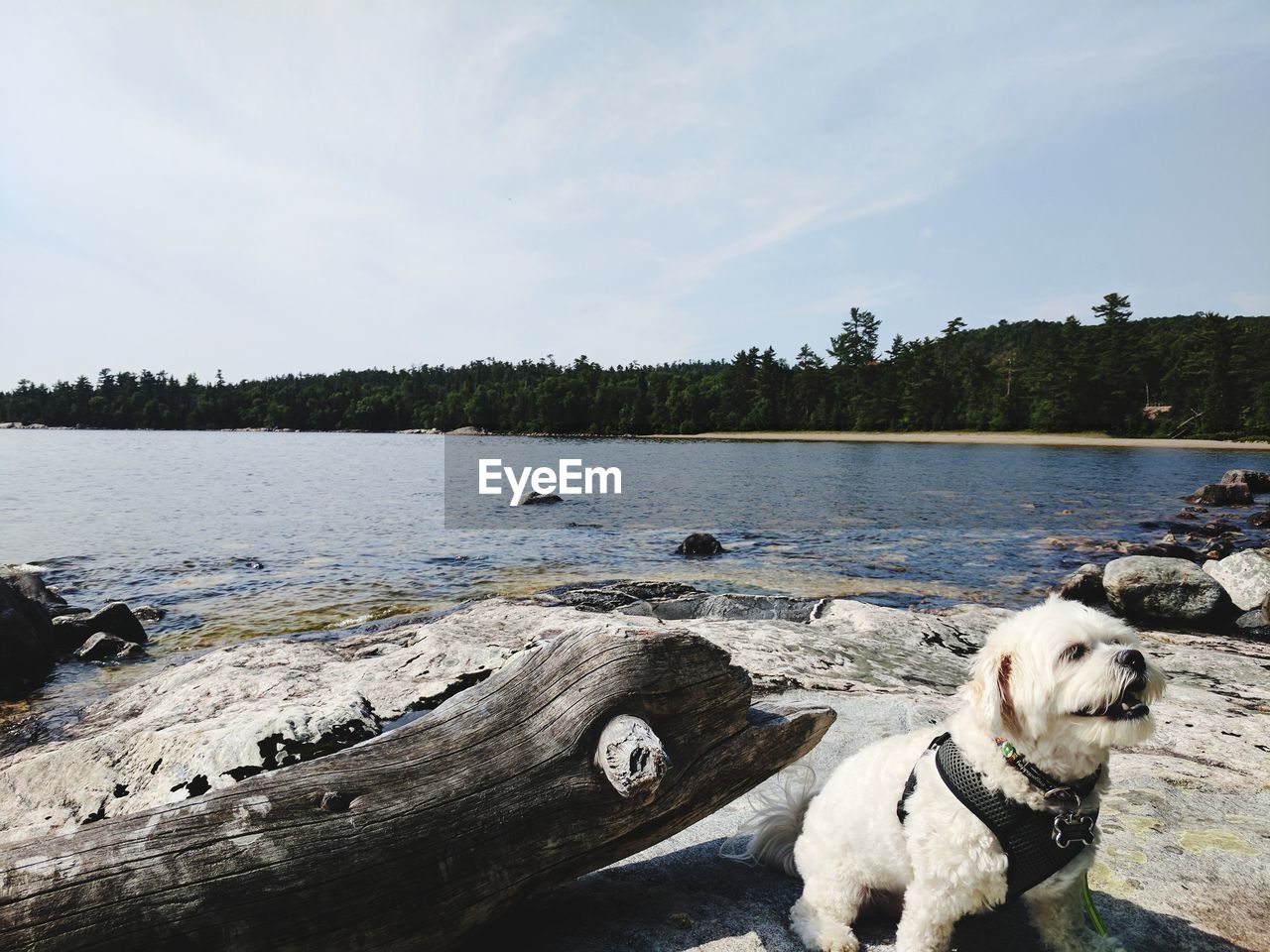 Dog by lake against sky