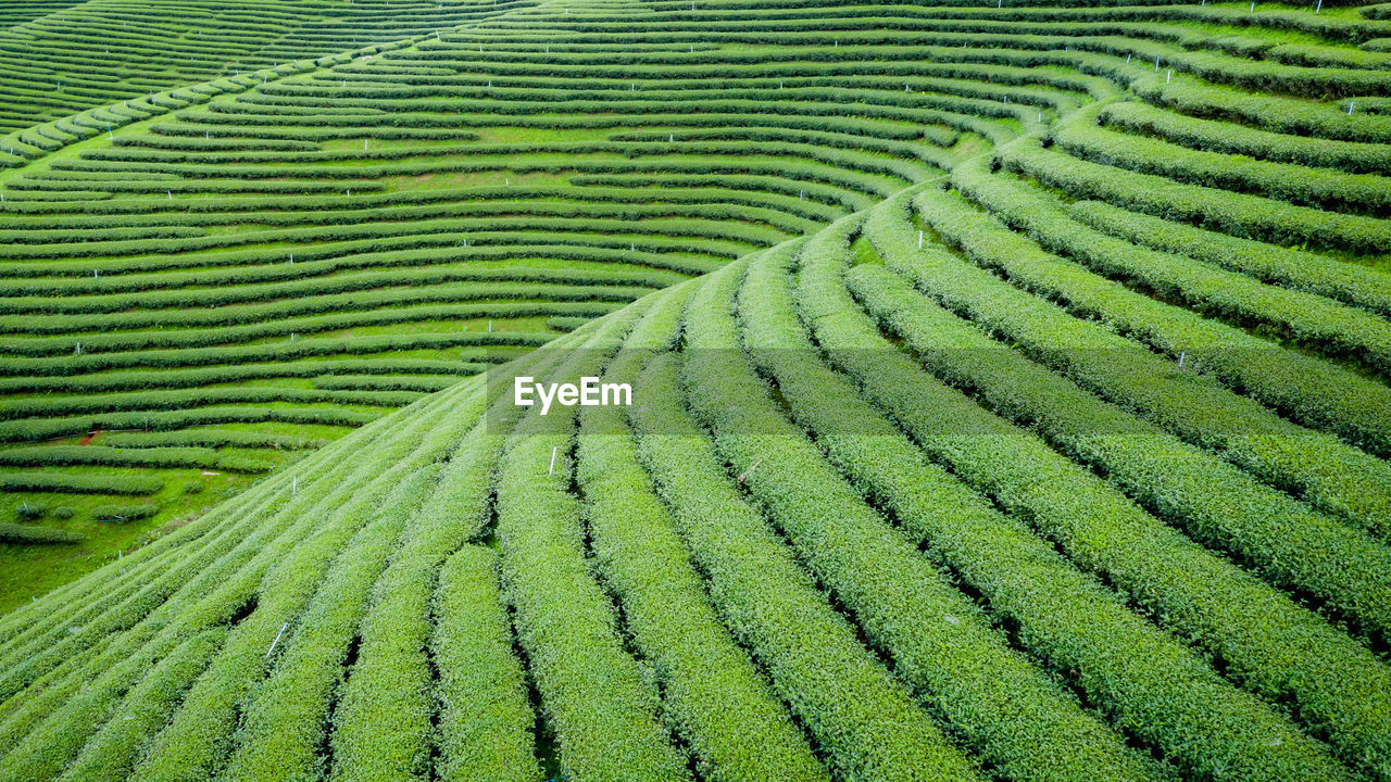 Full frame shot of green tea agricultural 
