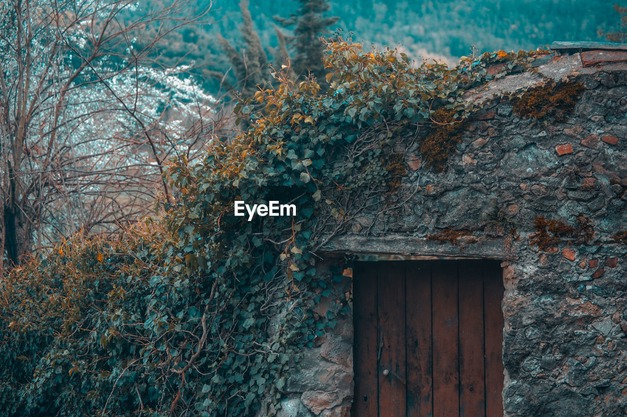 Close-up of door and tree