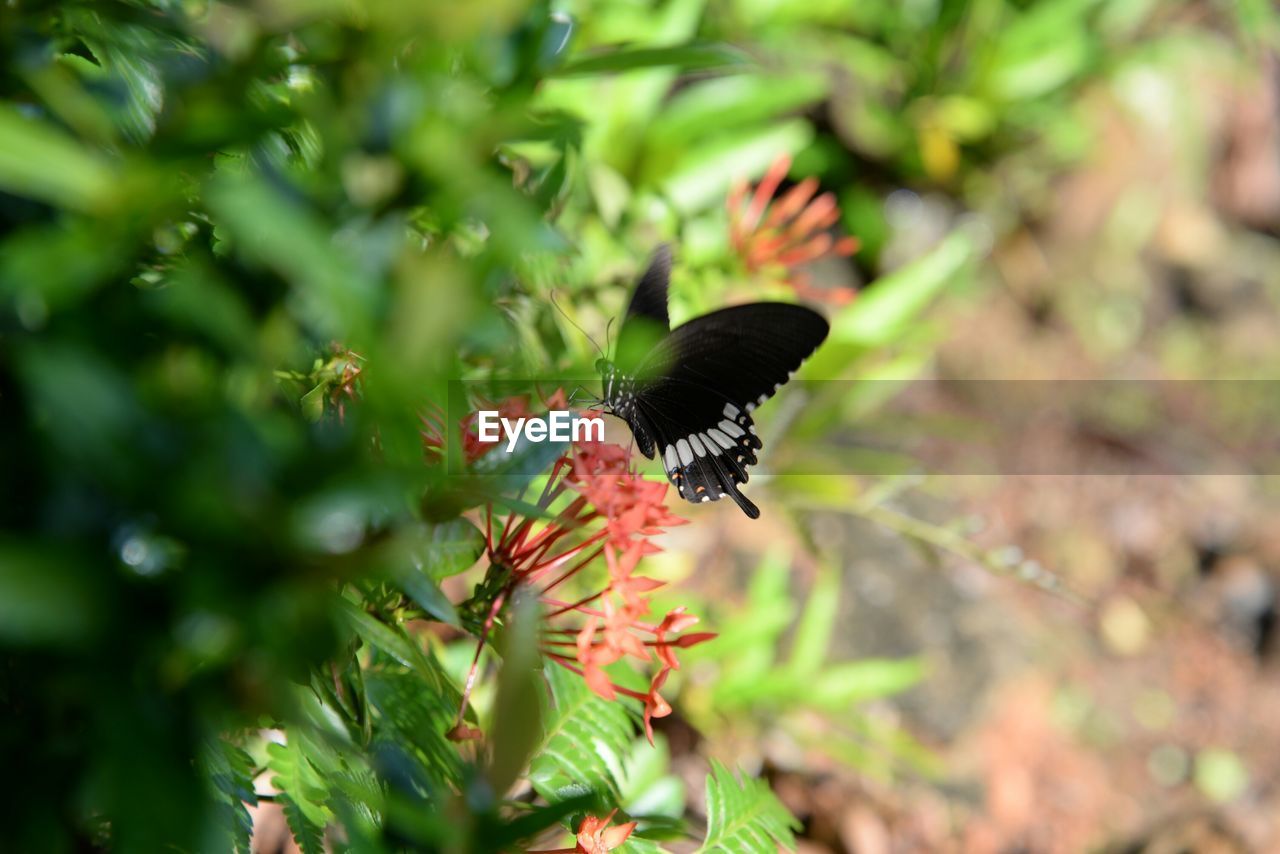Close-up of black butterfly pollinating on ixora