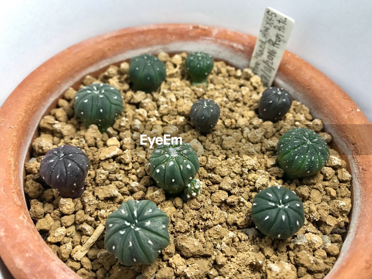 High angle view of succulent plant in pot