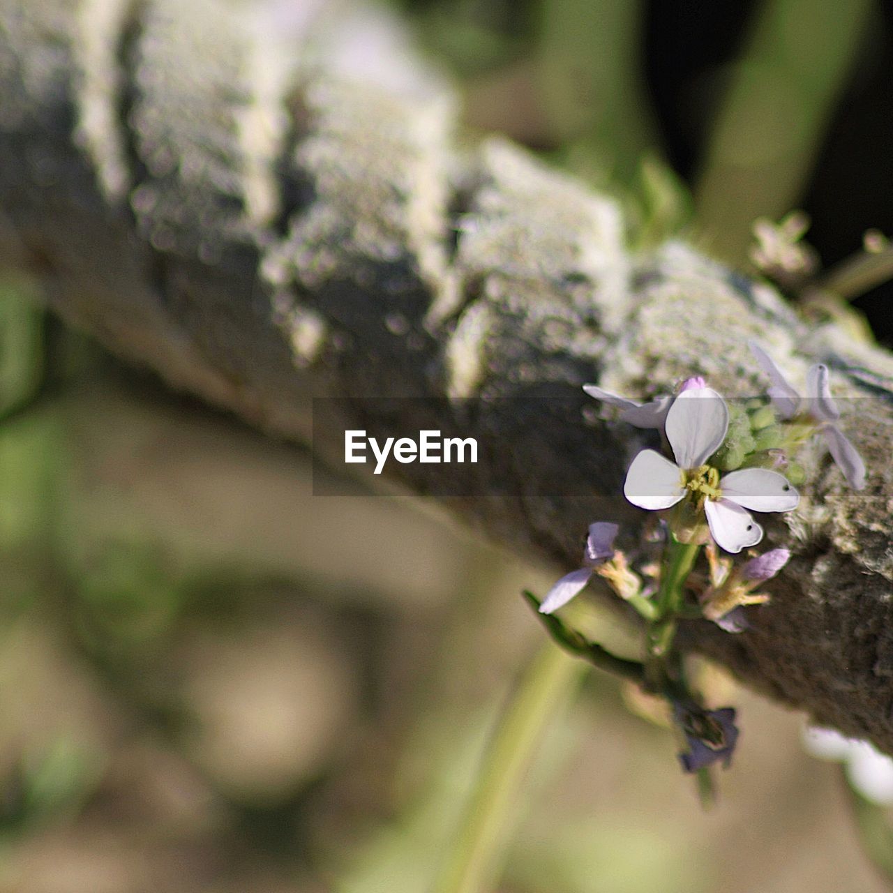 CLOSE-UP OF WHITE FLOWER TREE