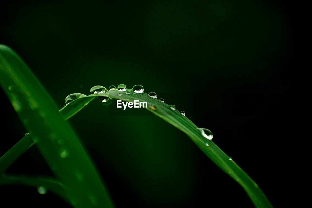 Close-up of water drops on leaf