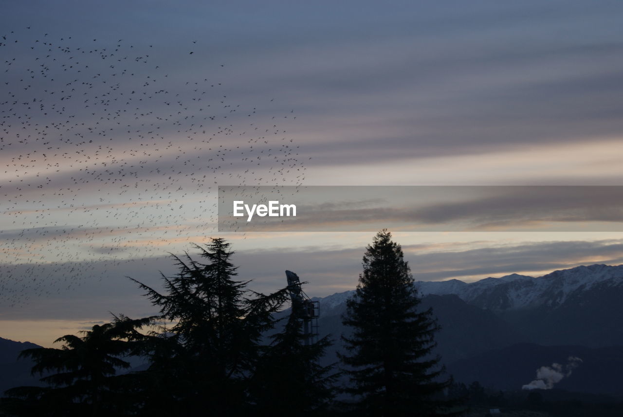 SILHOUETTE OF BIRDS ON MOUNTAIN AGAINST SKY