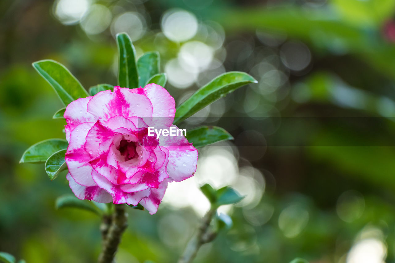 CLOSE-UP OF PINK FLOWER