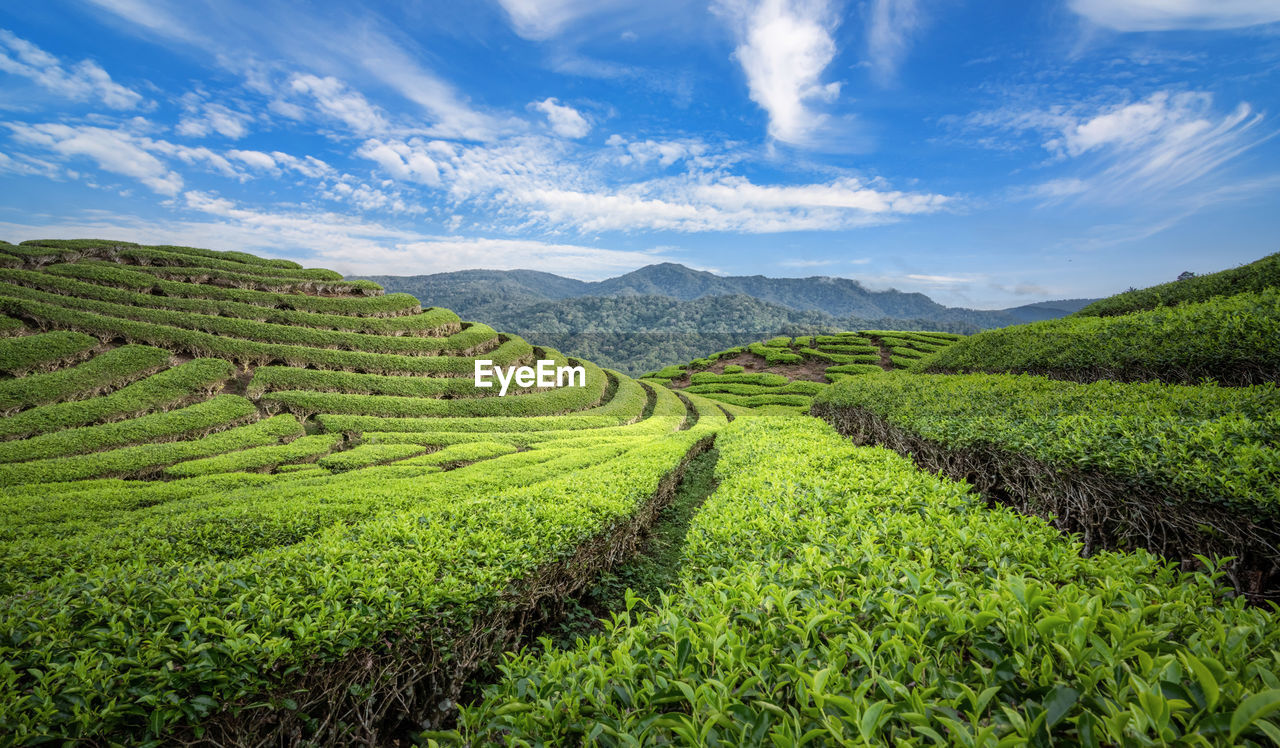 landscape, environment, land, crop, agriculture, field, rural scene, plant, scenics - nature, tea crop, sky, nature, farm, mountain, social issues, environmental conservation, growth, plantation, beauty in nature, food and drink, green, cloud, valley, travel, rural area, flower, food, grassland, tea, no people, outdoors, tropical climate, tree, tropical tree, tranquility, high up, tourism, darjeeling tea, plant part, foliage, architecture, forest, assam tea, travel destinations, lush foliage, summer, religion, in a row, leaf, morning, blue, freshness, green tea, building, igniting