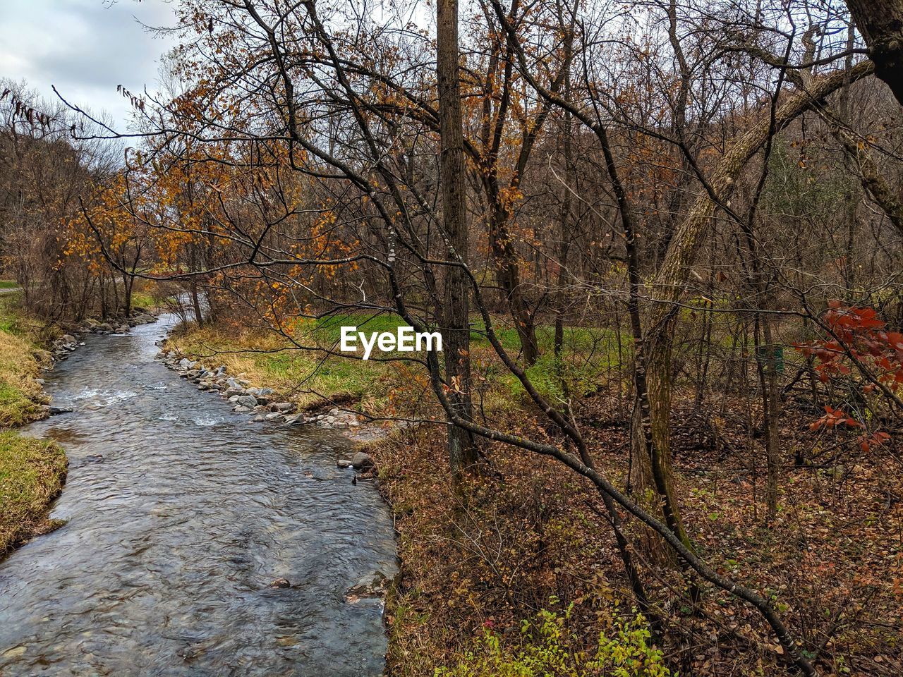 PLANTS GROWING IN RIVER