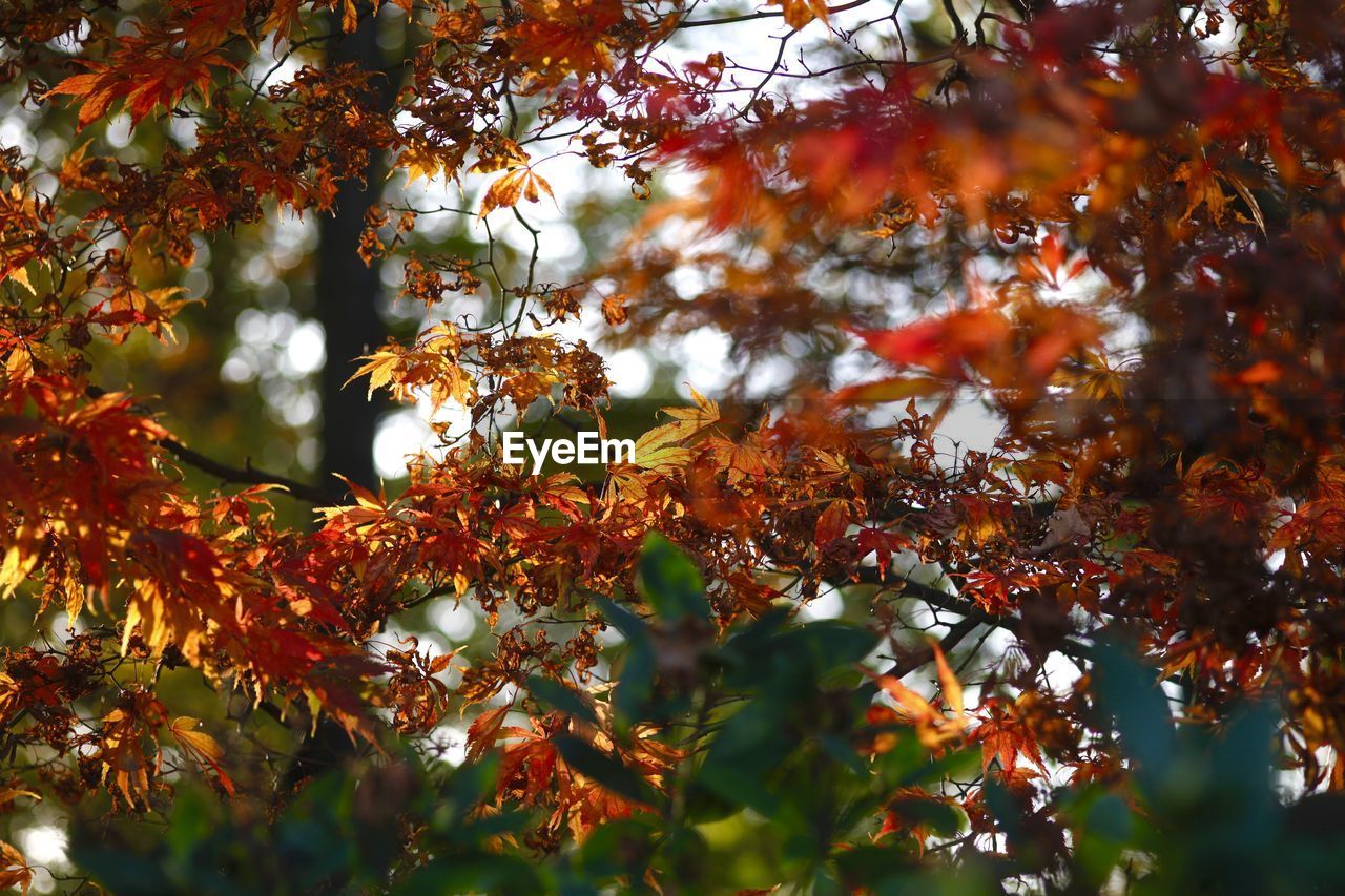 LOW ANGLE VIEW OF MAPLE LEAVES ON TREE DURING AUTUMN