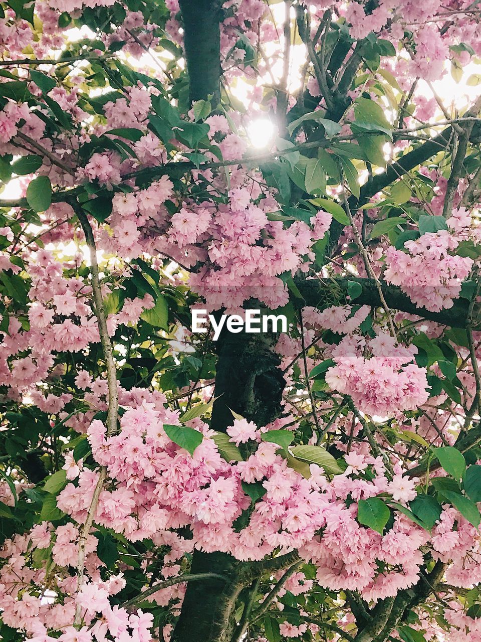 CLOSE-UP OF PINK CHERRY BLOSSOM TREE