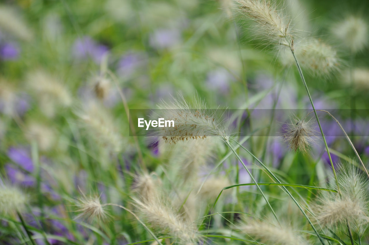 Close-up of plants growing on field