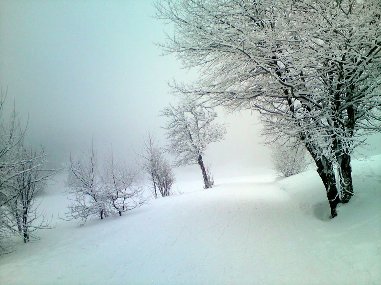 SNOW COVERED TREES ON FIELD