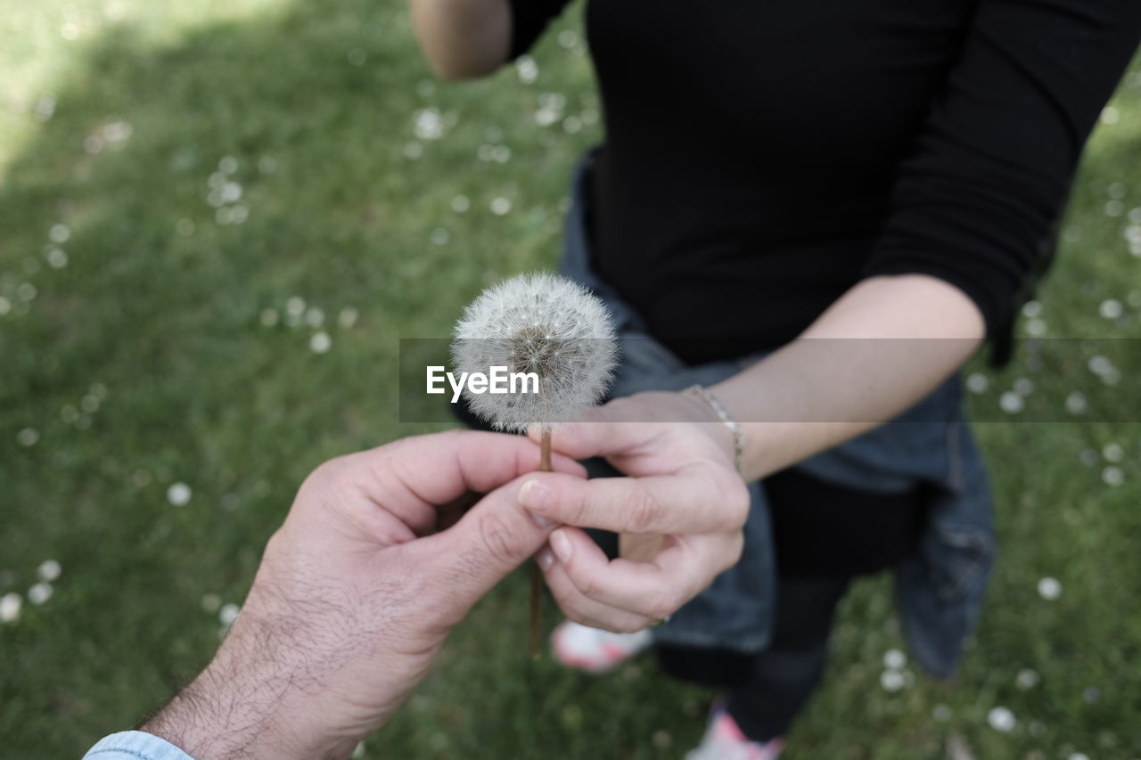 Midsection of couple holding dandelion on field