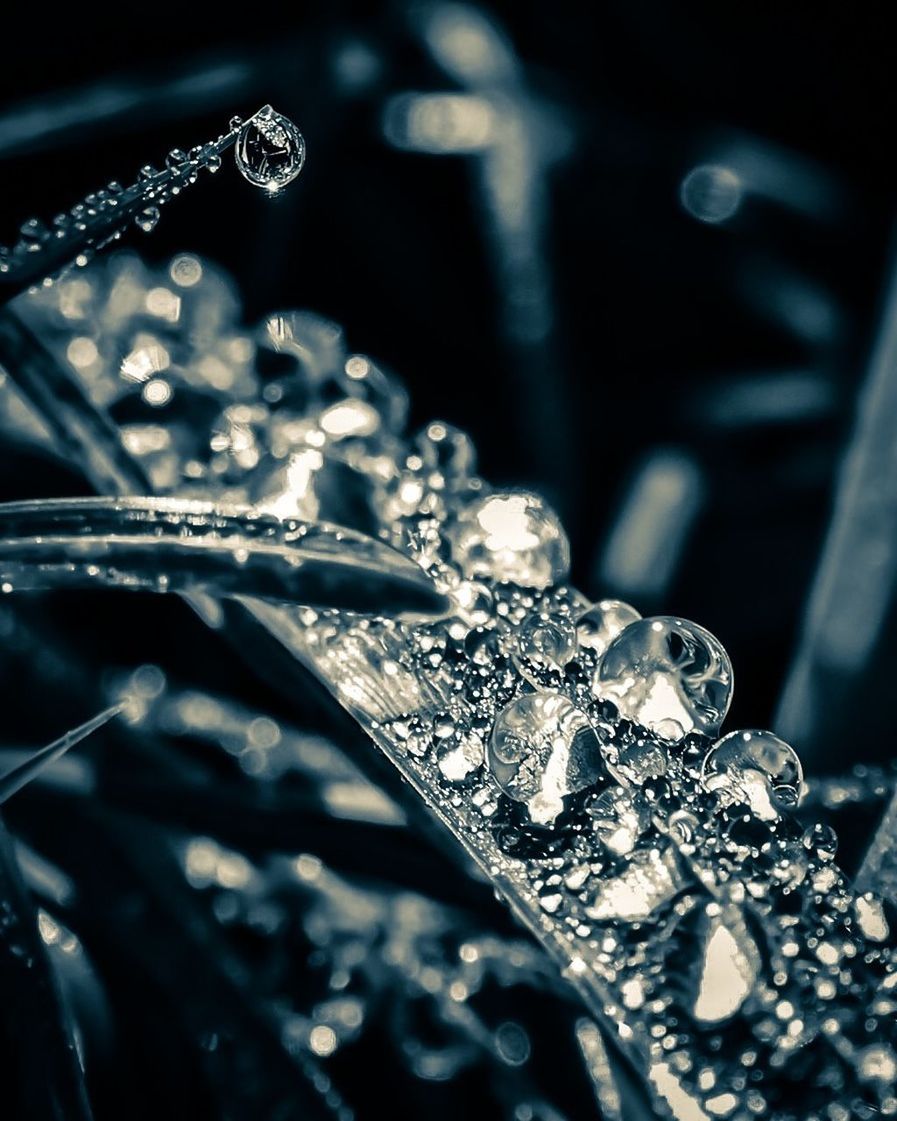 Close-up of water droplets on leaves