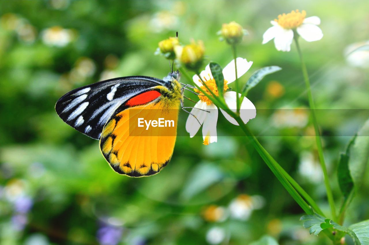 Close-up of butterfly pollinating on yellow flower