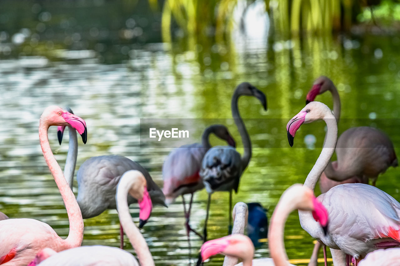 BIRDS IN LAKE