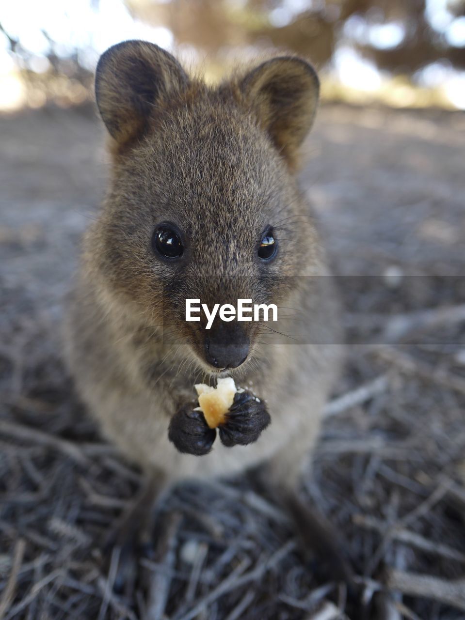 Portrait of rat holding food