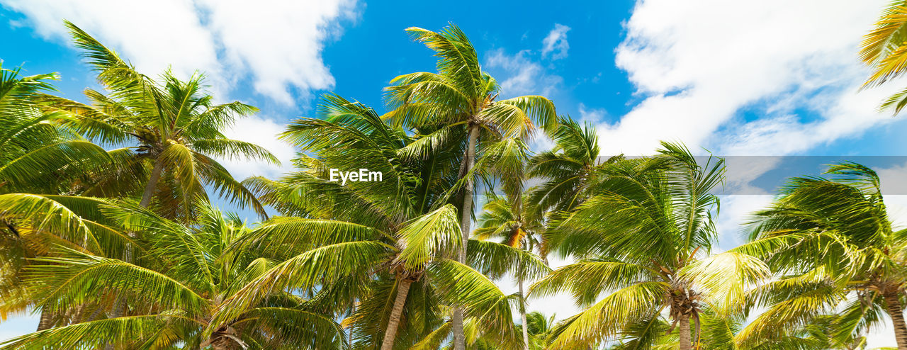 LOW ANGLE VIEW OF PALM TREE AGAINST SKY