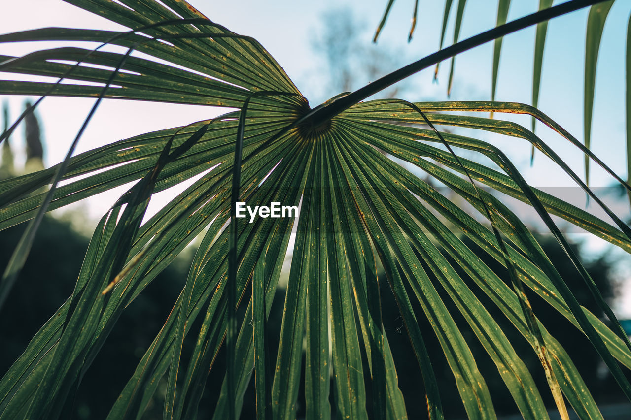 Low angle view of palm tree against sky