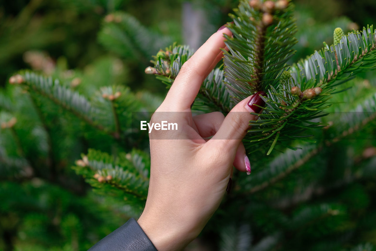 Close-up of woman hand touching tree