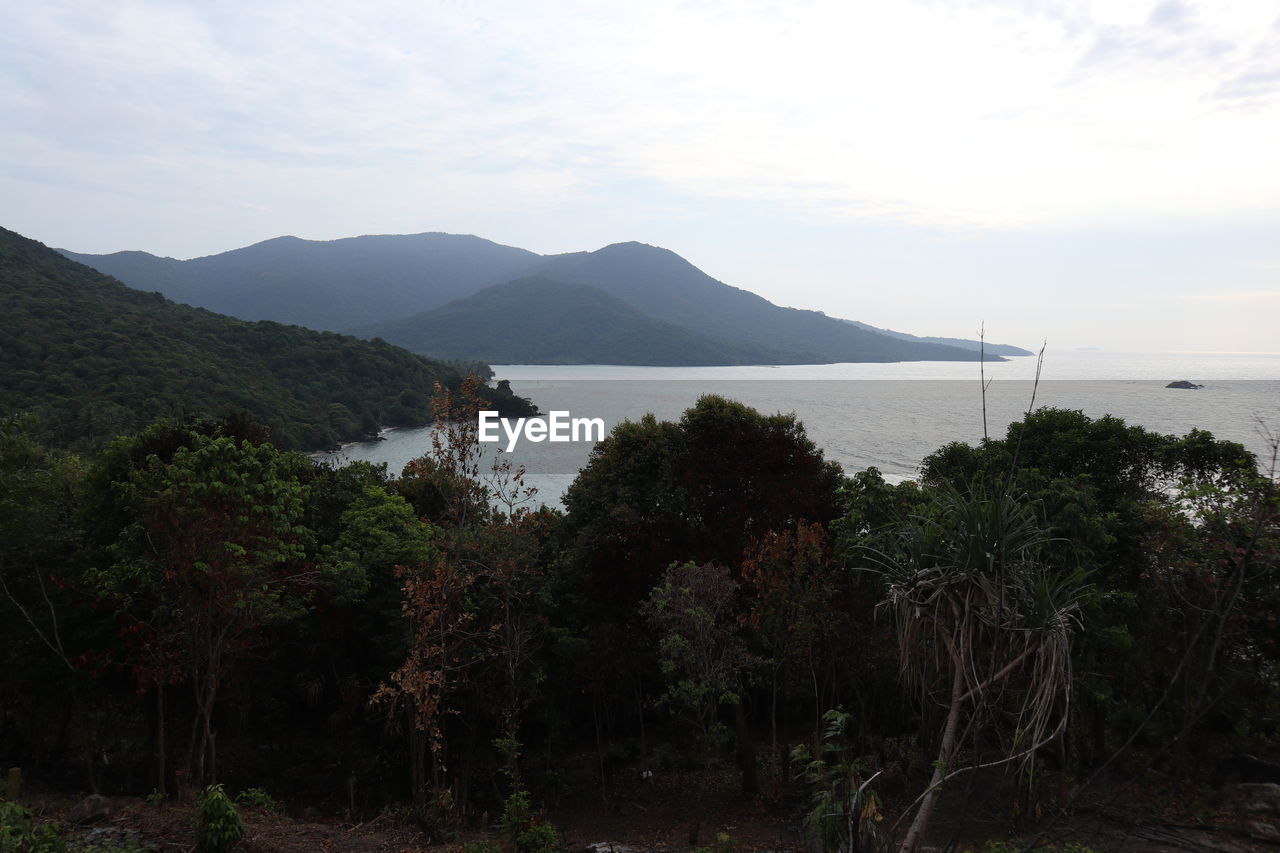 SCENIC VIEW OF SEA AND TREES AGAINST SKY