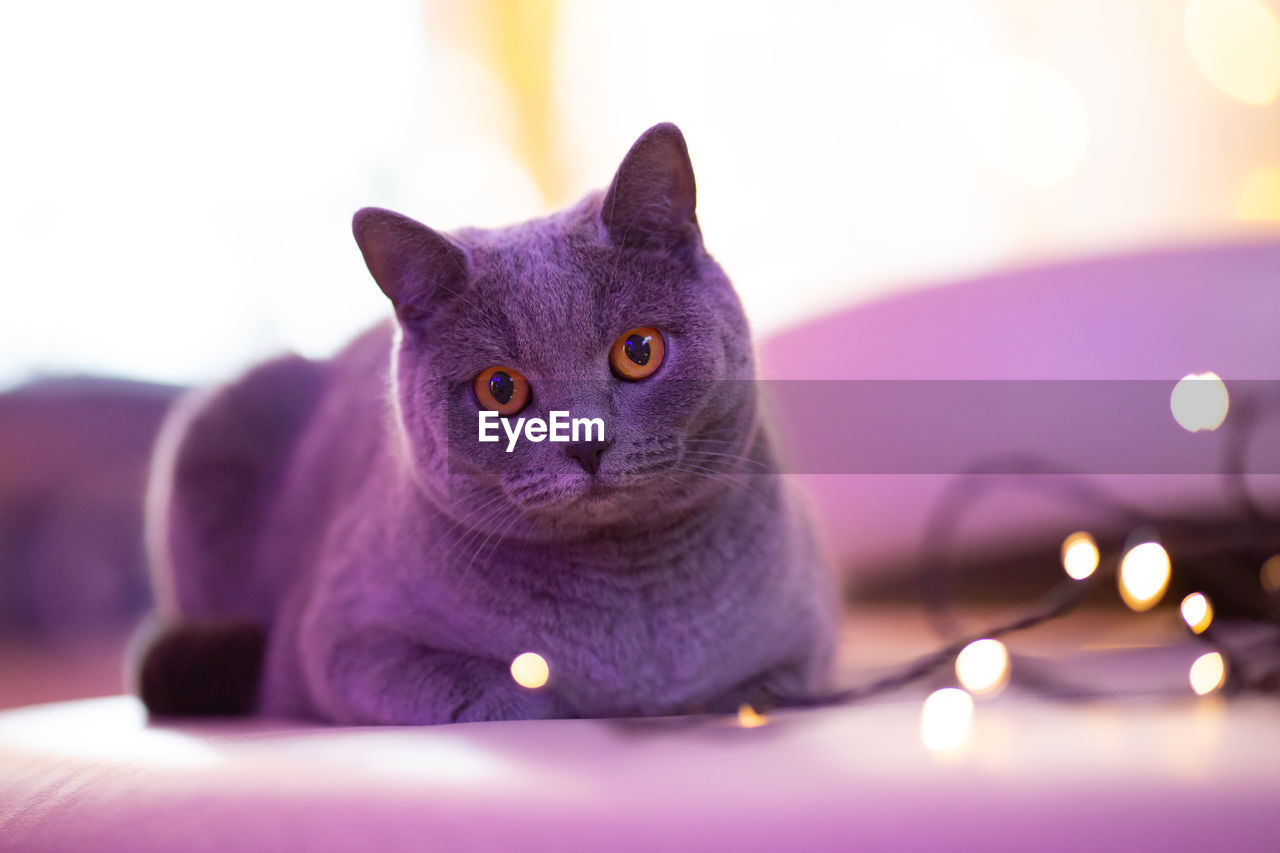 CLOSE-UP PORTRAIT OF CAT WITH ILLUMINATED EYES