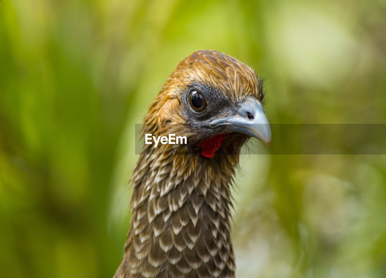 CLOSE-UP OF A OWL