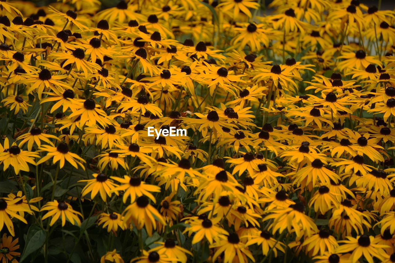 Full frame shot of yellow flowers blooming in field