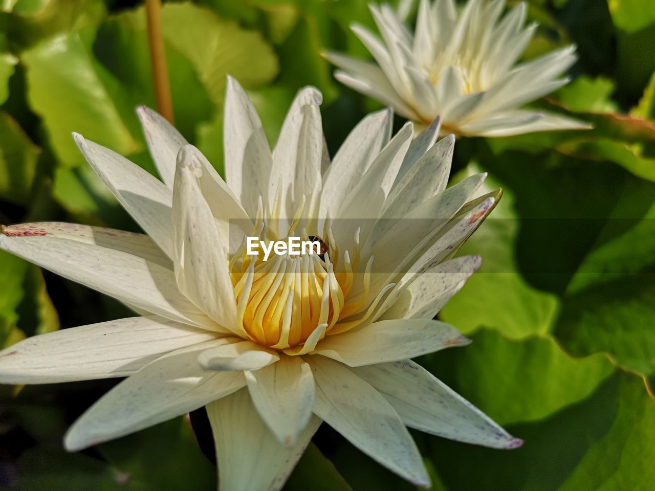 CLOSE-UP OF INSECT POLLINATING ON FLOWER