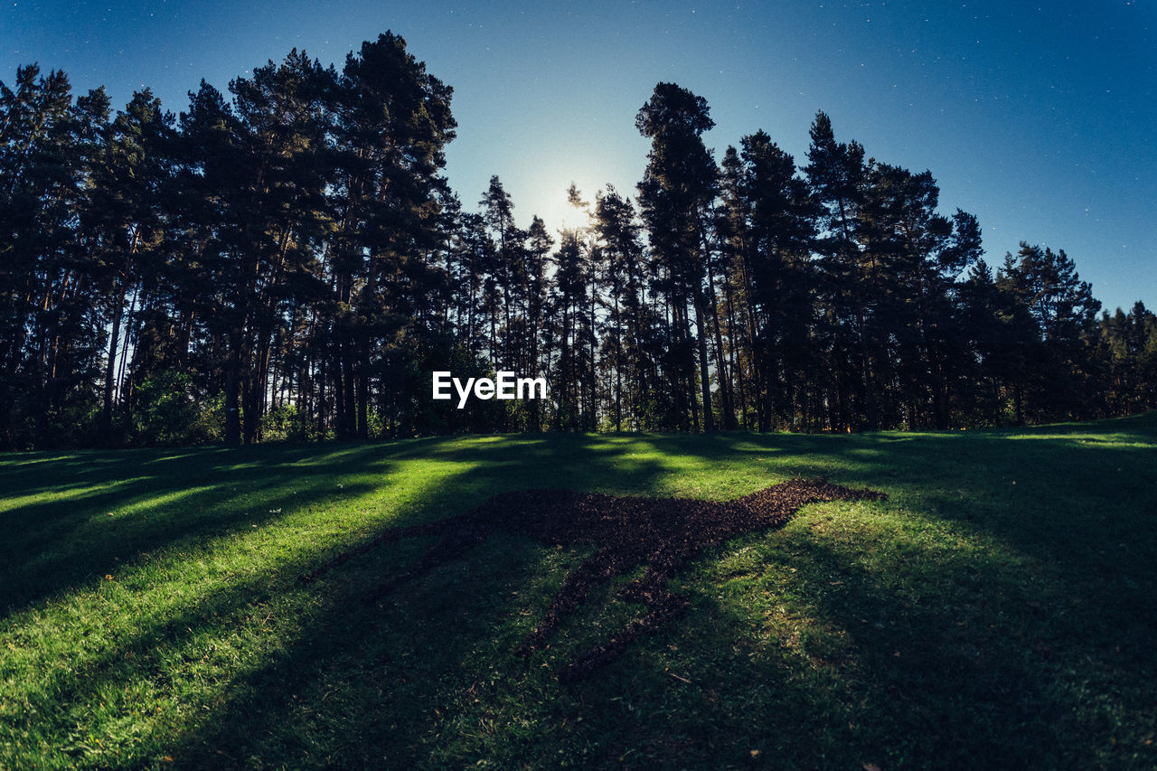 TREES AND PLANTS ON LAND