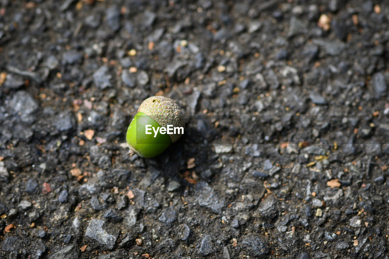 HIGH ANGLE VIEW OF A SNAIL ON LAND