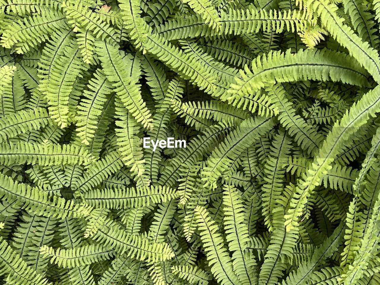 green, ferns and horsetails, fern, leaf, backgrounds, plant, full frame, plant part, no people, nature, growth, tree, beauty in nature, close-up, outdoors, pattern, foliage, flower