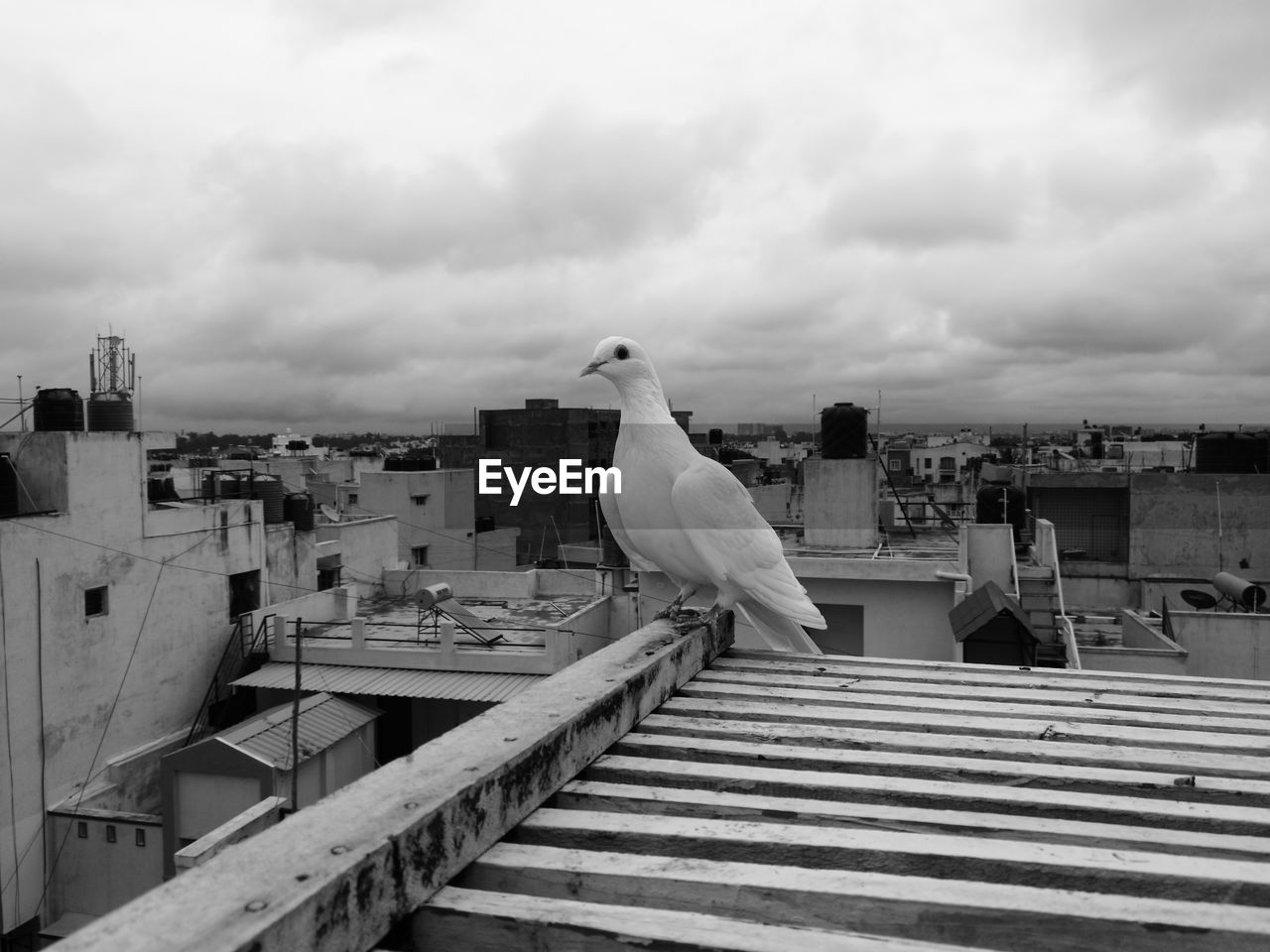 PIGEONS PERCHING ON CITY AGAINST SKY