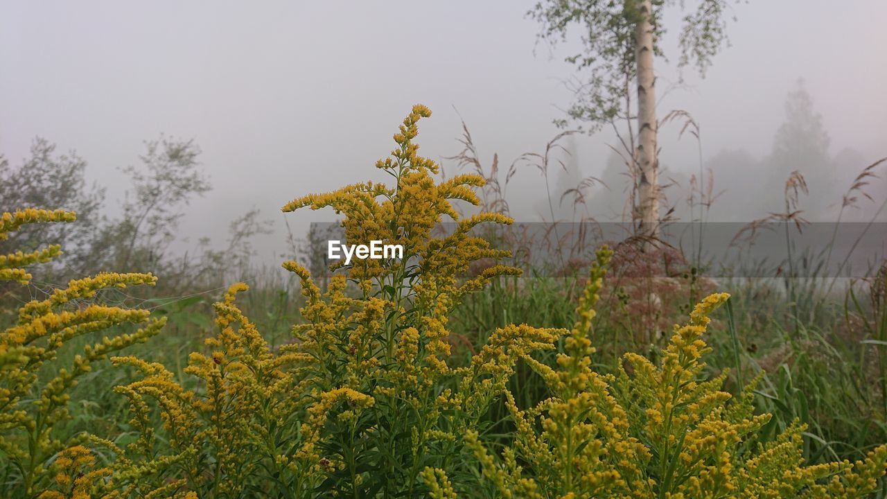 Yellow flowering plants on field against sky