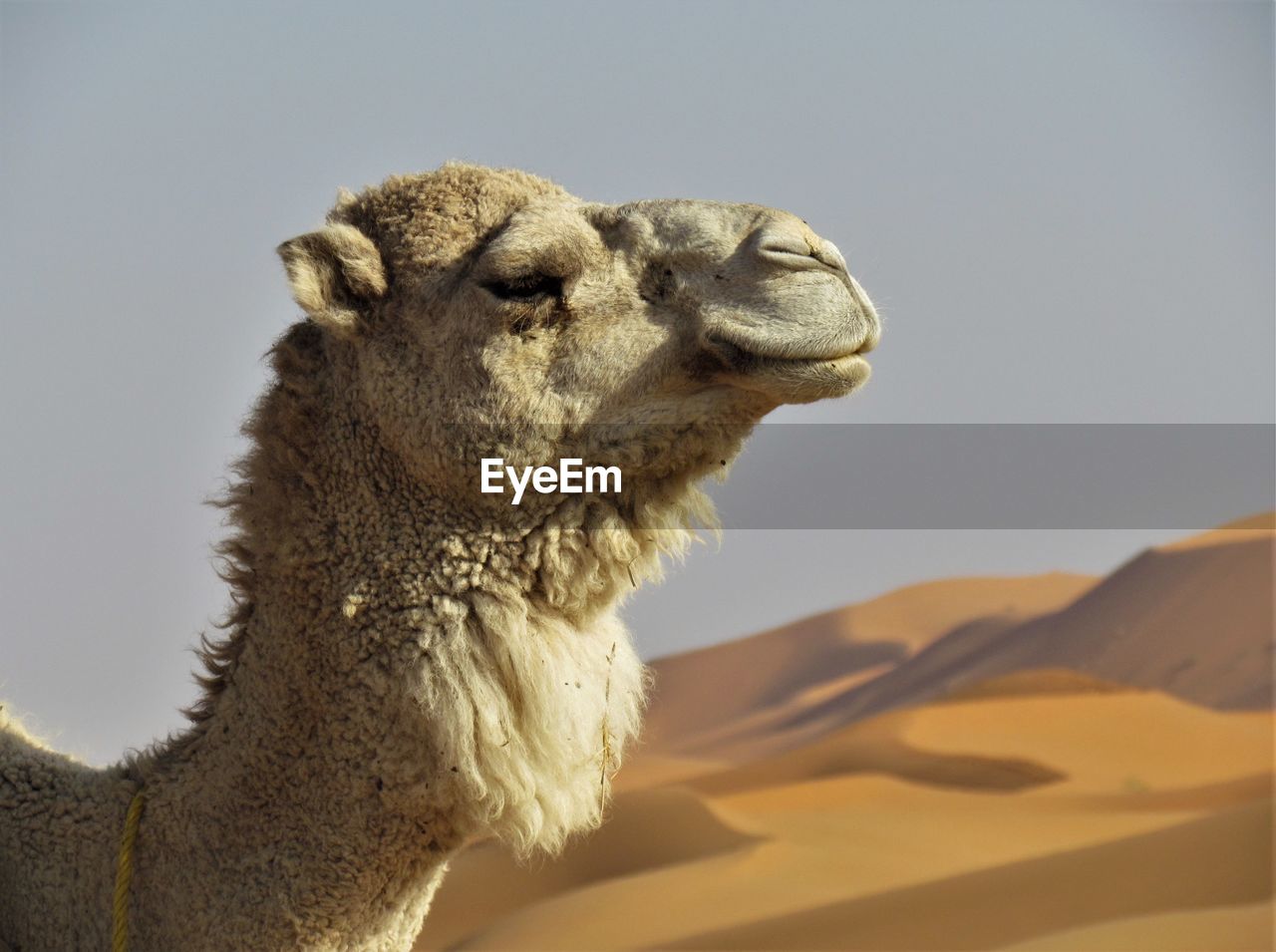 Close-up of camel on sand against sky