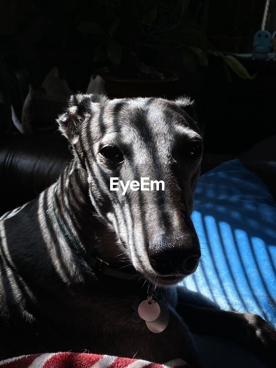 CLOSE-UP OF DOG LOOKING AWAY ON BED