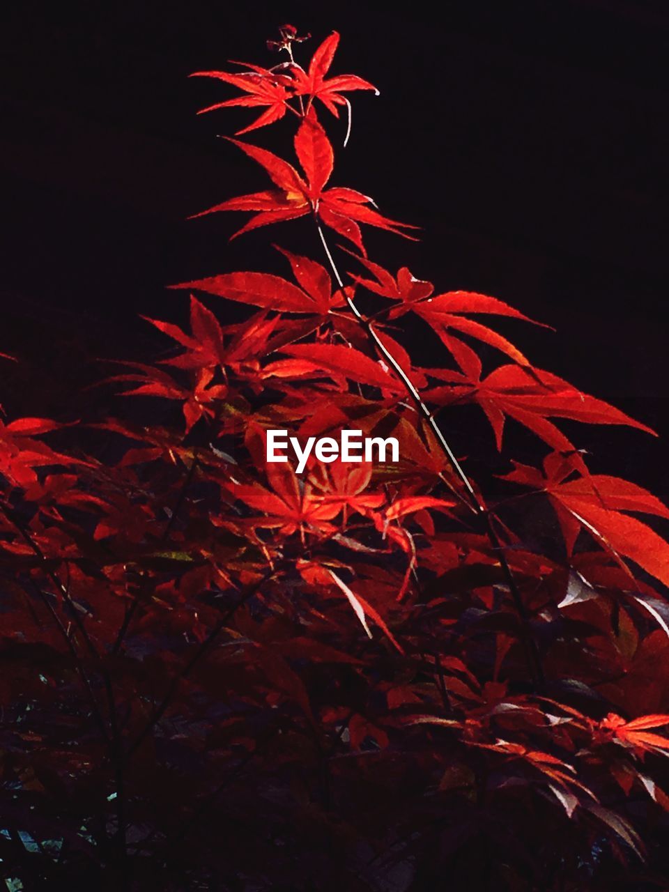 LOW ANGLE VIEW OF MAPLE TREE AGAINST CLEAR SKY