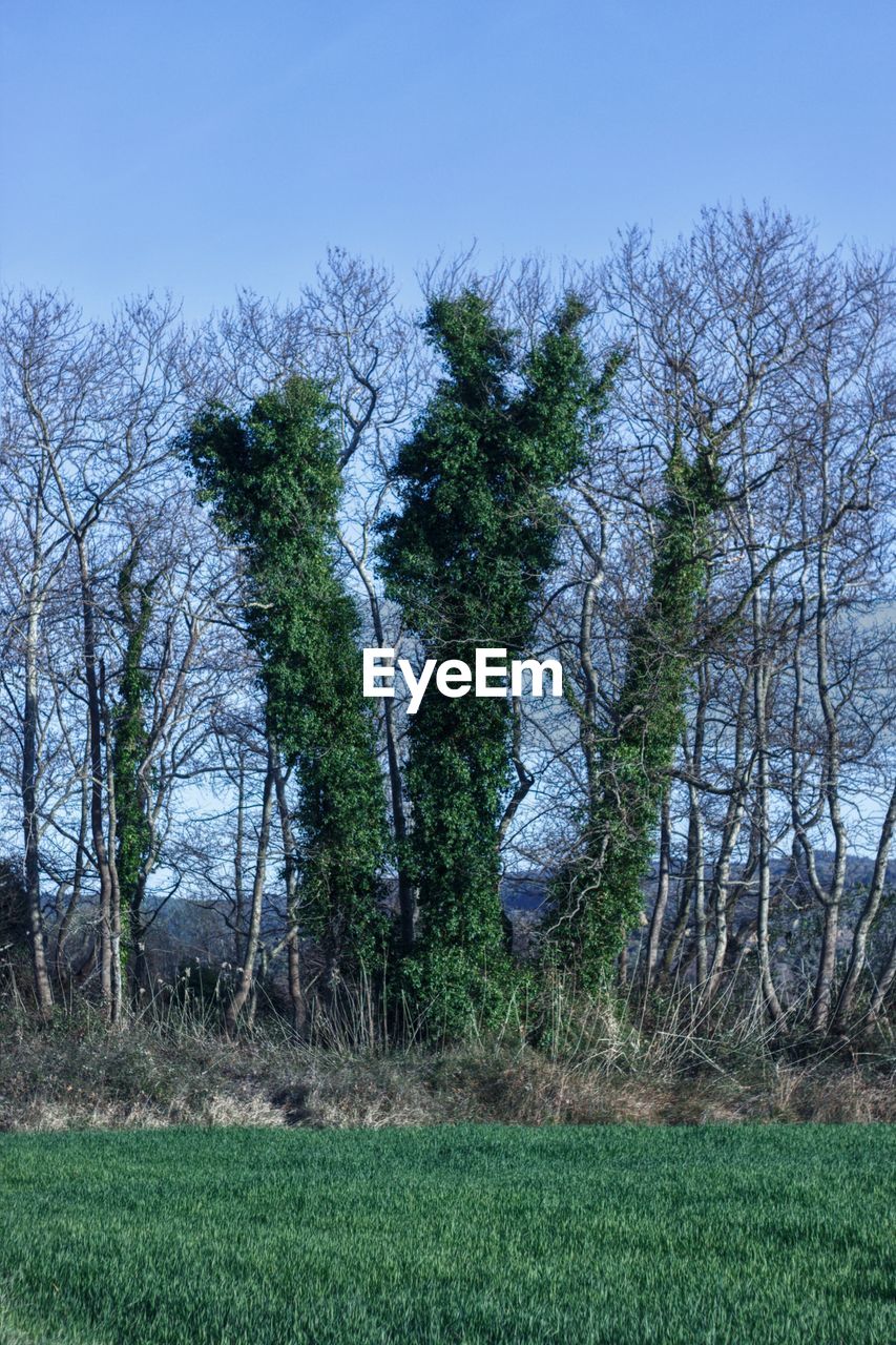 TREES ON FIELD AGAINST CLEAR SKY