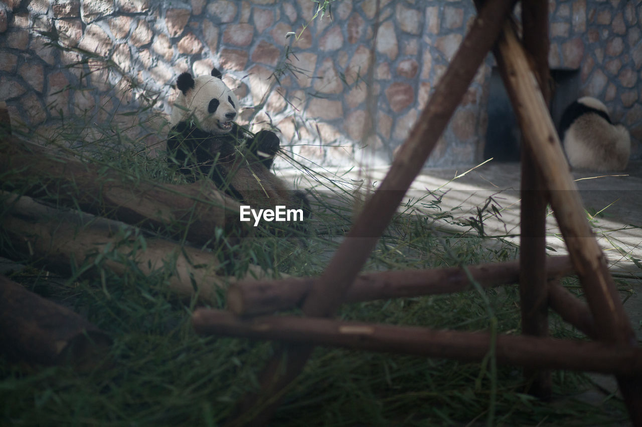 Panda against stone wall