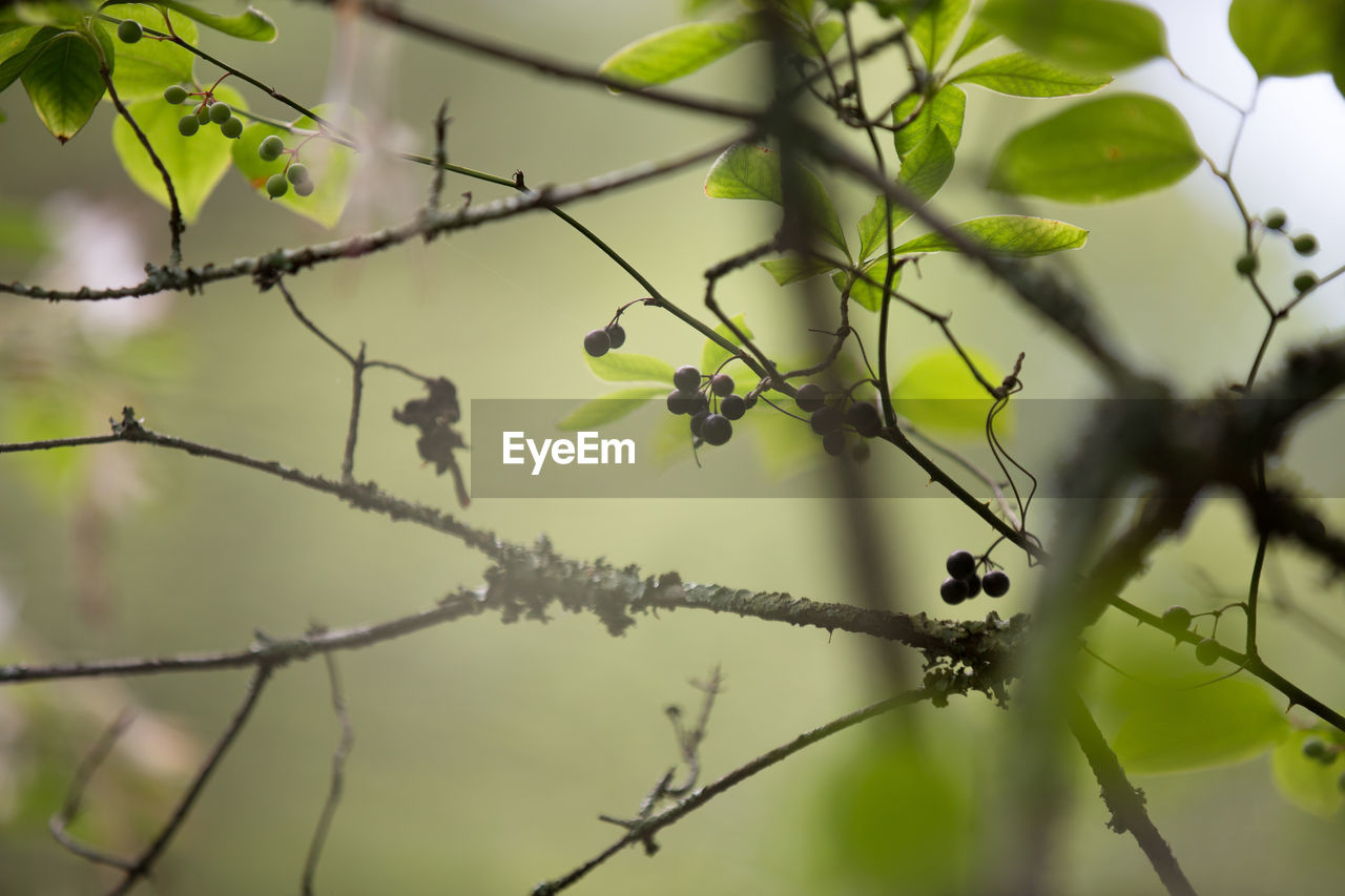 Fruits on tree