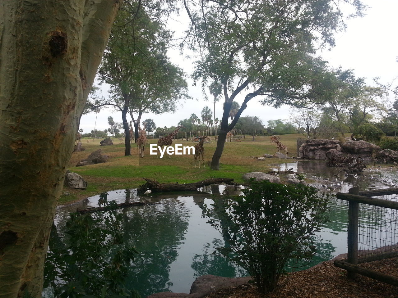 TREES ON LANDSCAPE