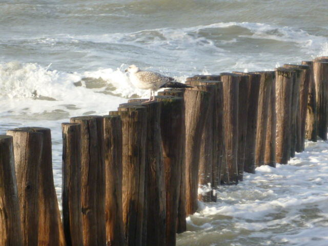 WAVES SPLASHING ON ROCKS