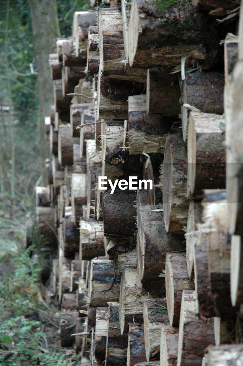 Wooden logs in forest