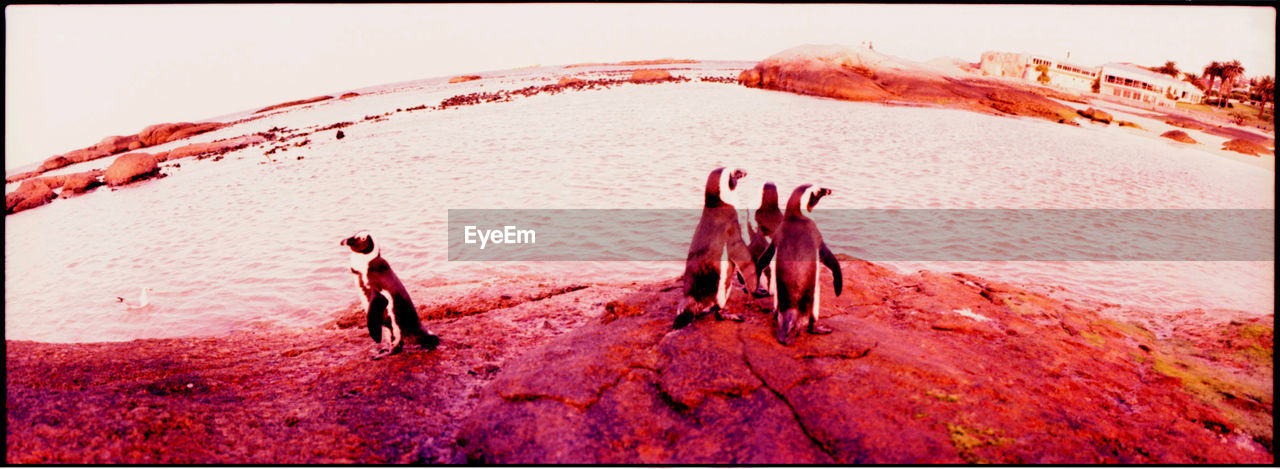 Penguins standing on seaside rock