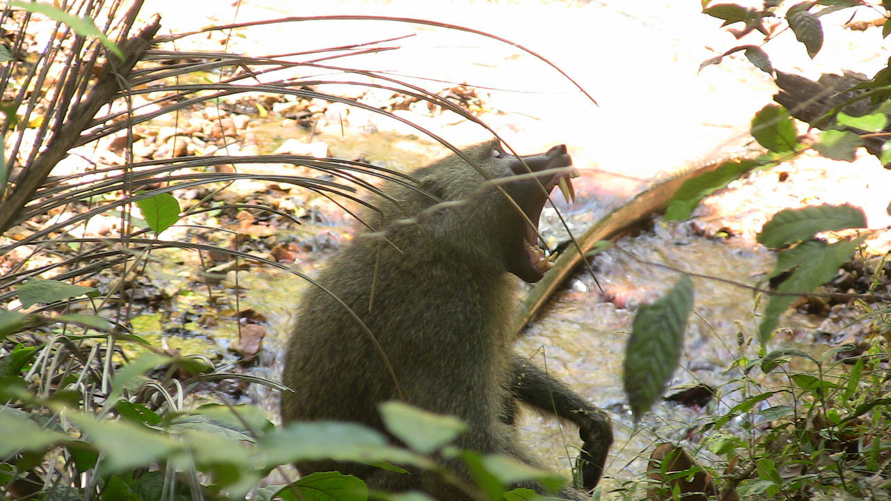 Monkey in a forest