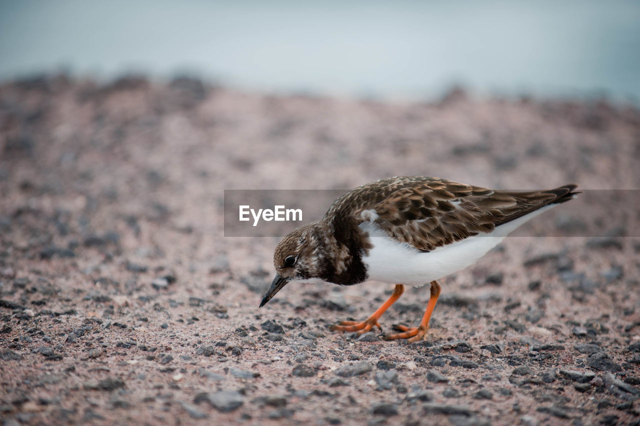 Bird standing on ground