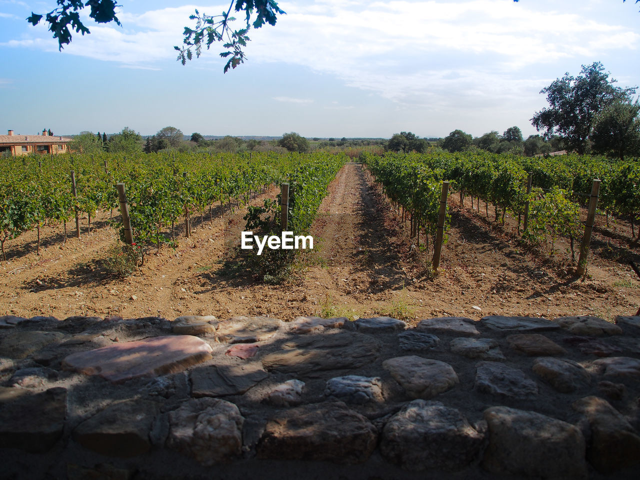 Scenic view of vineyard field against sky