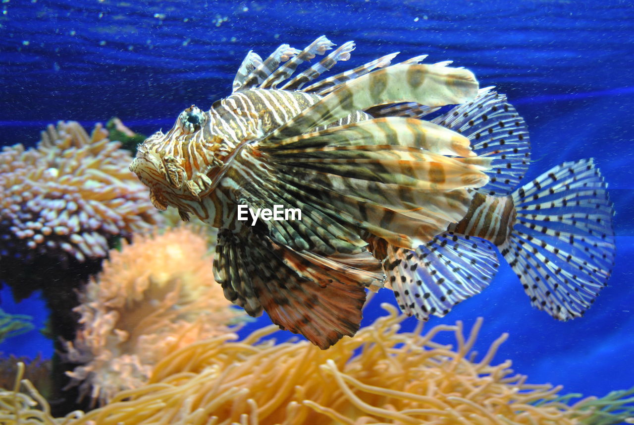 Close-up of lionfish in sea